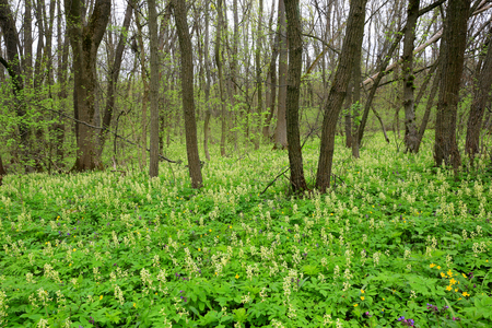 spring landscape with wild flowers in forestの写真素材