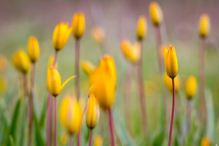 yellow tulips meadow in springの写真素材