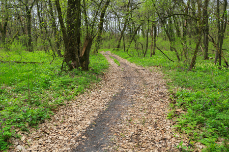 spring landscape with dirt road in forestの写真素材