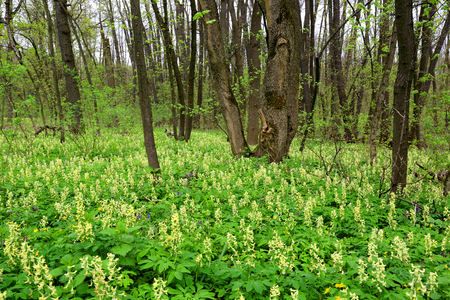 Spring time in forest. Wild flower meadowの写真素材