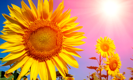 Summer sunflowers on sunny meadowの写真素材