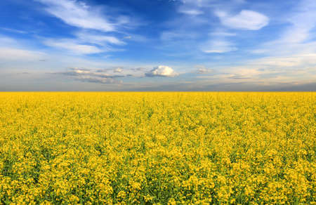 Nice summer landscape with rape meadowの写真素材