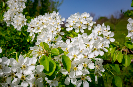 Branch of a flowering pear tree in spring timeの写真素材
