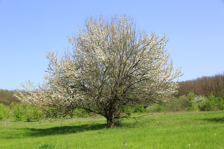 Spring tree on green meadowの写真素材