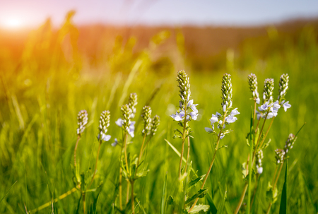 wild flowers in sunny meadowの写真素材