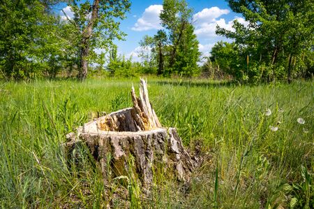 wooden stump among green summer meadow in forestの写真素材