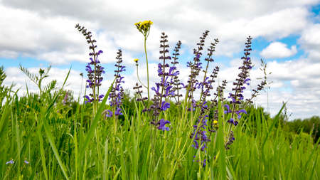 Nice wild summer flowers in green grassの写真素材