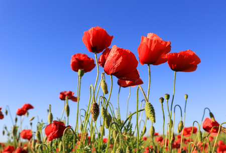 red poppy flowers in summer timeの写真素材