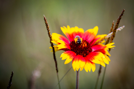 Wild flower with bee on summer meadowの写真素材