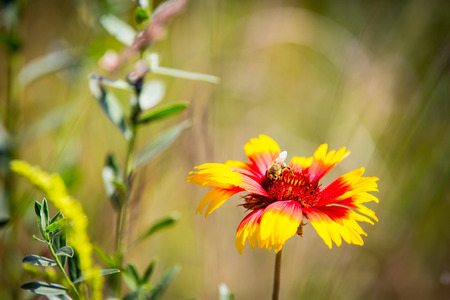 Summer flowers and bee on meadow の写真素材