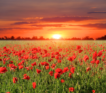 poppy meadow on susnet backgroundの写真素材