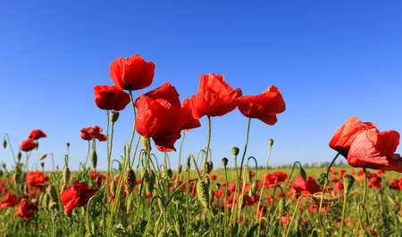 wild red poppy flowers on blue sky backgroundの写真素材