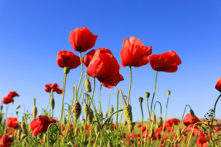 Red poppy flowers on blue sky backgroundの写真素材