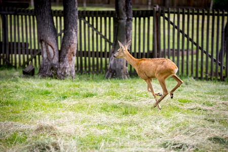 young runnig deer on green pastureの写真素材