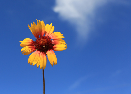 alone summer flower over blue sky backgroundの写真素材