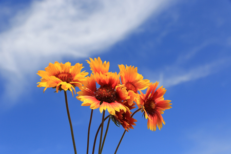nice bunch of flowers on sky backgroundの写真素材