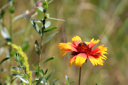bee on nice summer wild flowerの写真素材