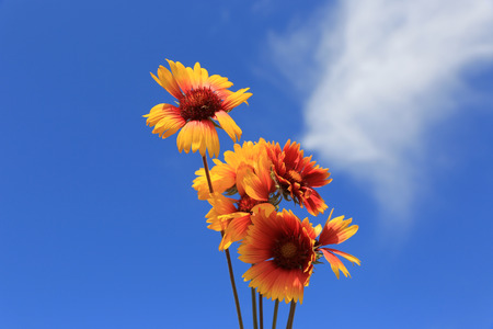 wild flowers on summer sky backgroundの写真素材