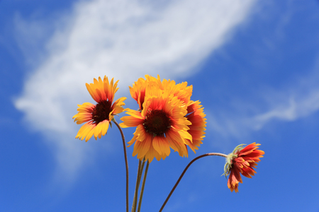 nice wild flower's bunch over sky background in summer timeの写真素材