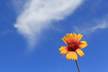 nice summer wild flower over sky backgroundの写真素材