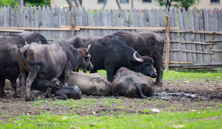 buffalo flock on farm pastureの写真素材