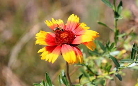 bee on wild flower in summer dayの写真素材