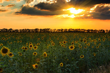 Nice sunset over sunflowers fieldの写真素材