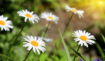 nice daisy flowers in gardenの写真素材