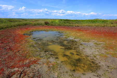 dry pond in steppe under hot sunny sunの写真素材