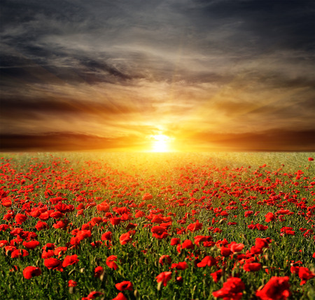 Nice sunset scene over poppyes meadowの写真素材