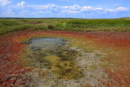 dry salt puddle in steppe in suuny summer dayの写真素材