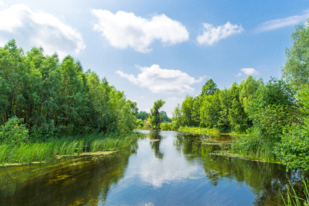 Summer landscape with river in forestの写真素材
