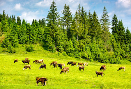 herd of cows on a green pasture in mountainsの写真素材