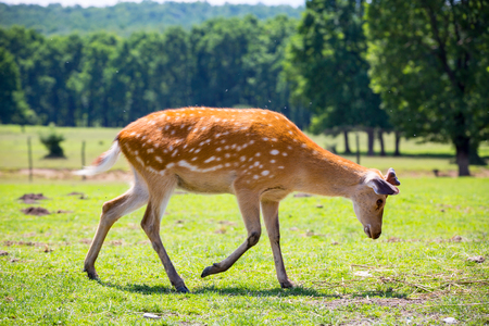Funny fawn on meadow pasture in sunny dayの写真素材