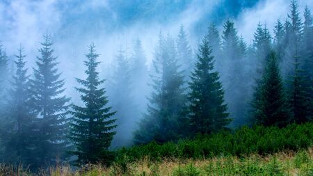 landscape with pine forest in morning fogの写真素材