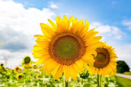 nice yellow sunflowers on farm field in sunny dayの写真素材