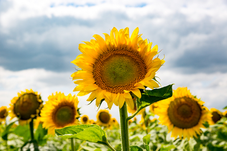 nice sunflowers on rural farm fieldの写真素材