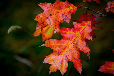 autumn oak twig with red leafsの写真素材