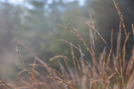 soft autumn grass on morning meadowの写真素材