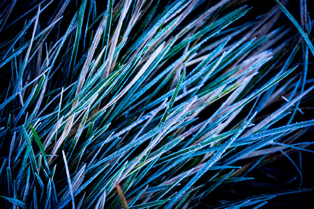 frozen green grass - abstract natural backgroundの写真素材