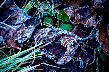abstract frozen autunm leafs on green grassの写真素材