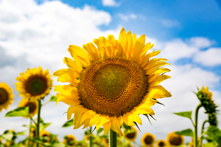 nice sunflower on rural farm field in sunny dayの写真素材