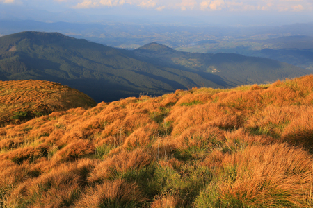 dry brown grass on meadow in Carpathian mountains, Ukraineの写真素材