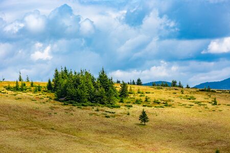 Pines on mountain meadow in Carpathiansの写真素材