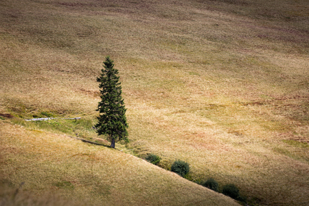 Alone pine tree on mountain meadowの写真素材