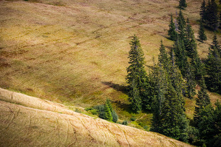 pine trees on meadow in Carpathians, Ukraineの写真素材