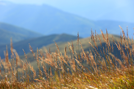 abstract dry grass on mountain meadowの写真素材