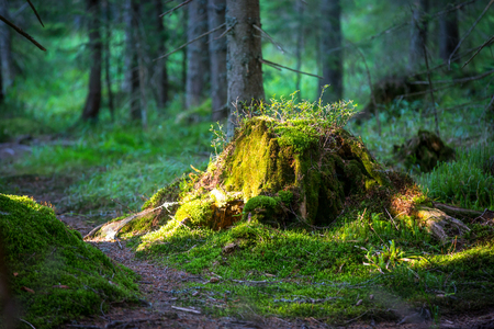 Old stump  with green moss in the forestの写真素材