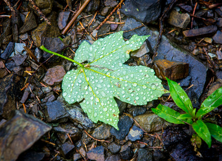 abstract autumn leaf with water dropsの写真素材