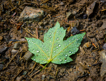 abstract autumn leaf with water dropsの写真素材